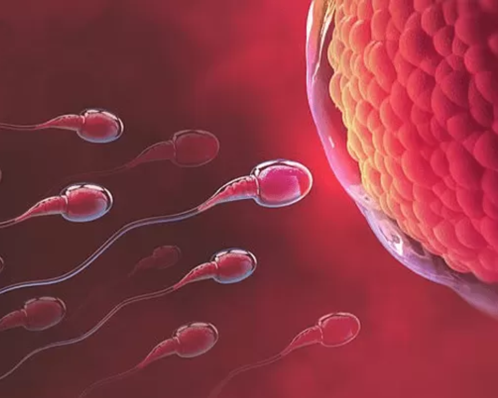 Sperm Health & Fertility