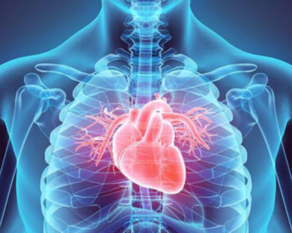 Why Your Body Clock May Be Quietly Aging Your Heart
